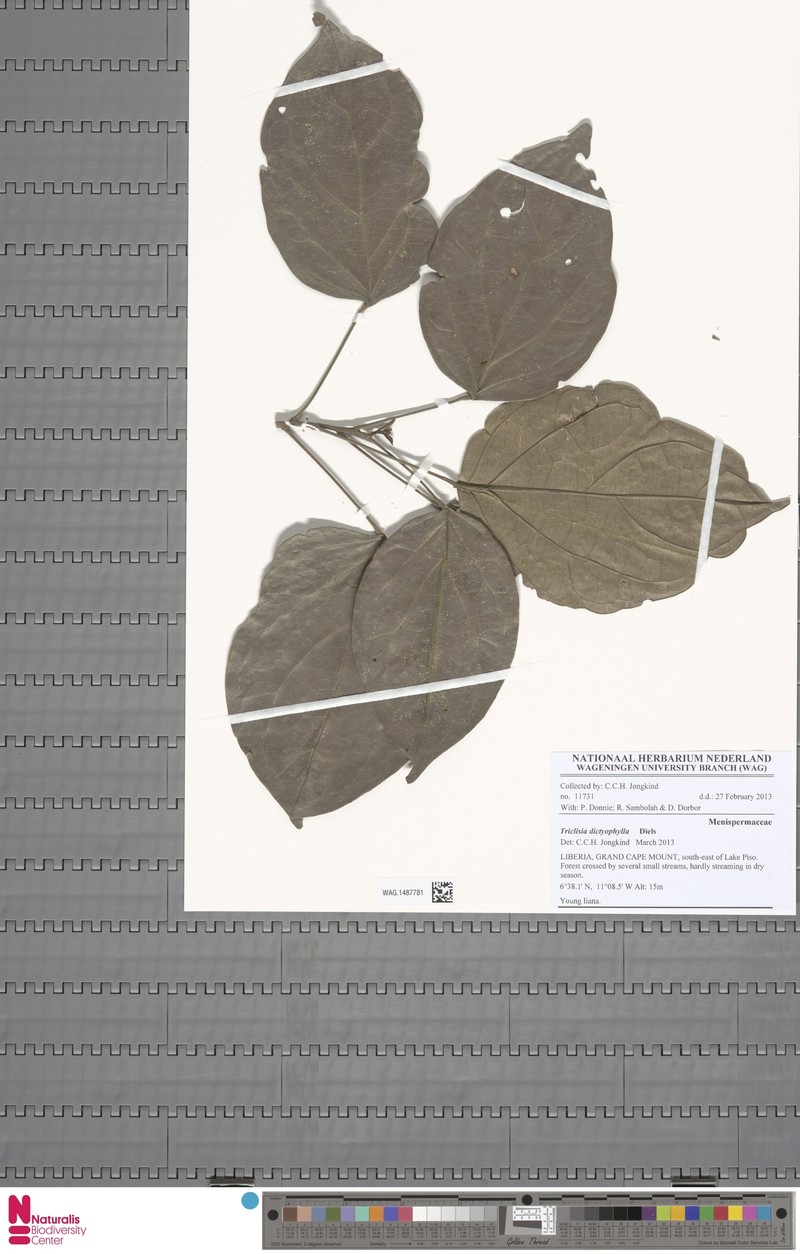 Triclisia megacarpa photo 3
