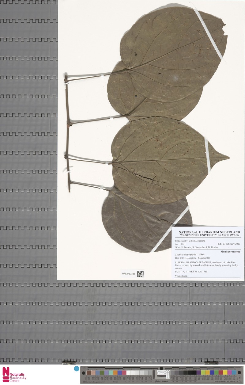 Triclisia megacarpa photo 4