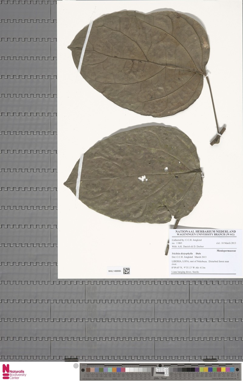 Triclisia megacarpa photo 5