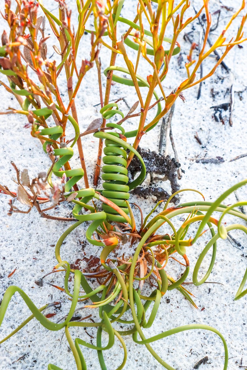 Tricostularia aphylla
