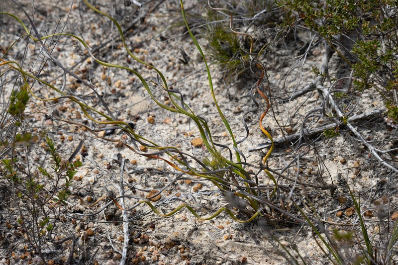 Tricostularia aphylla photo 2