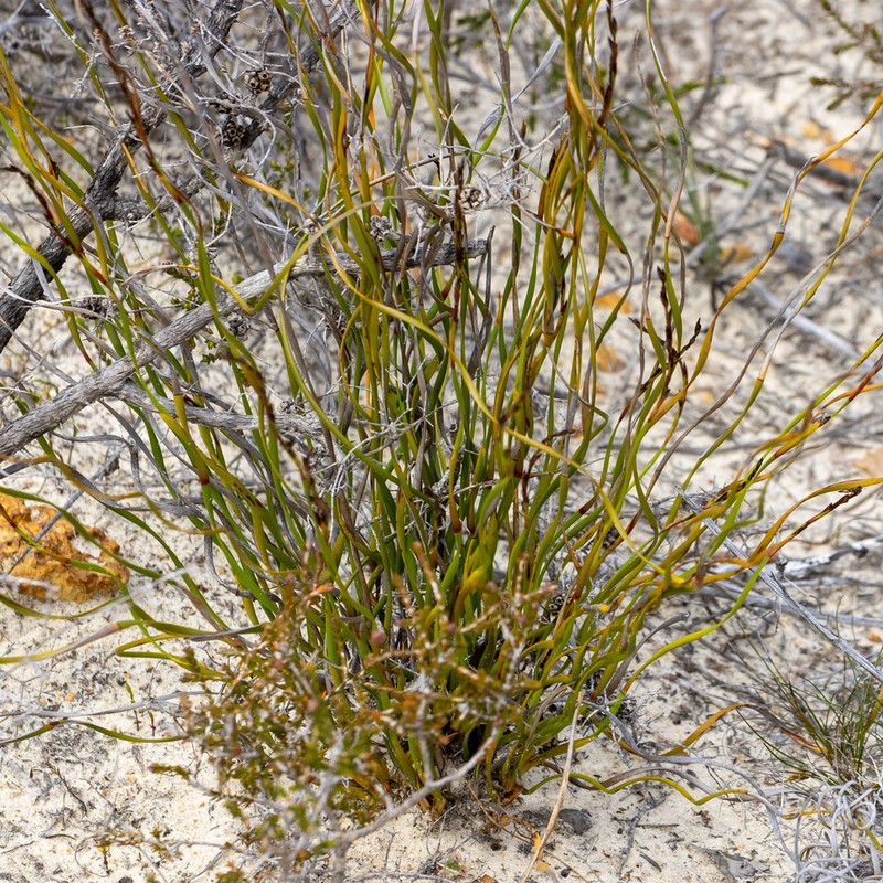 Tricostularia aphylla photo 3