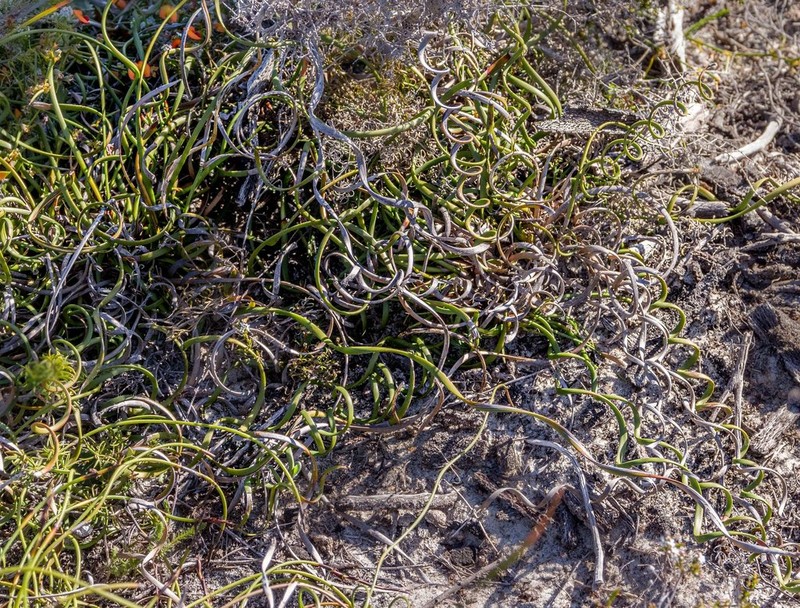 Tricostularia aphylla photo 4