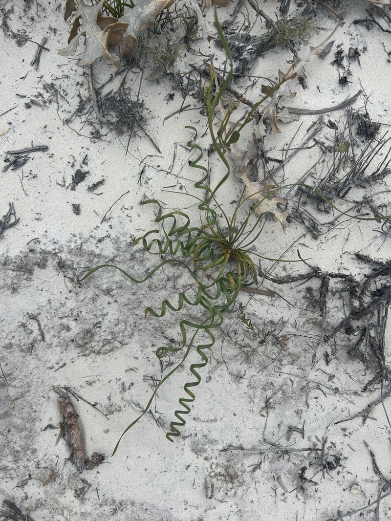 Tricostularia aphylla photo 5