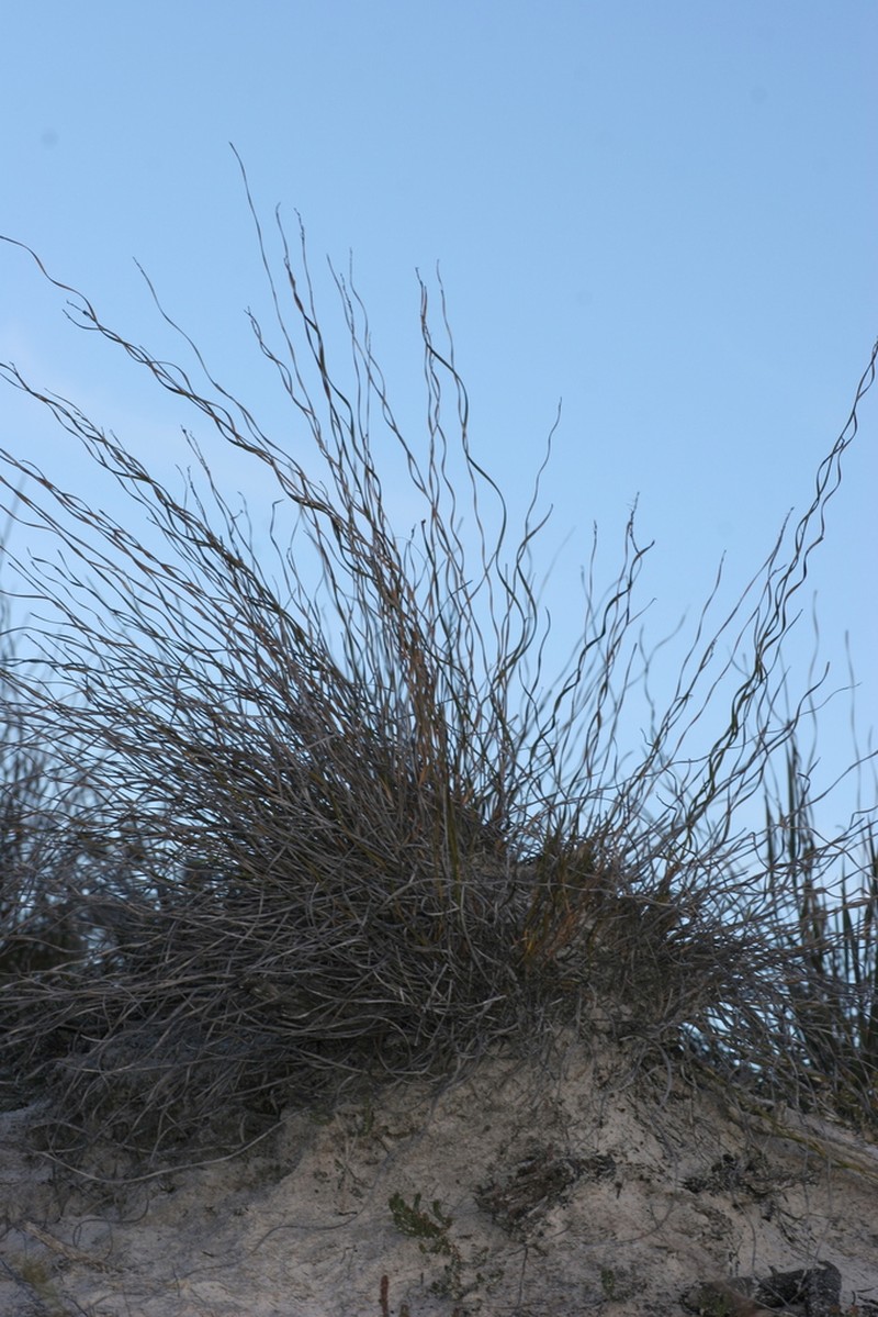 Tricostularia aphylla photo 6