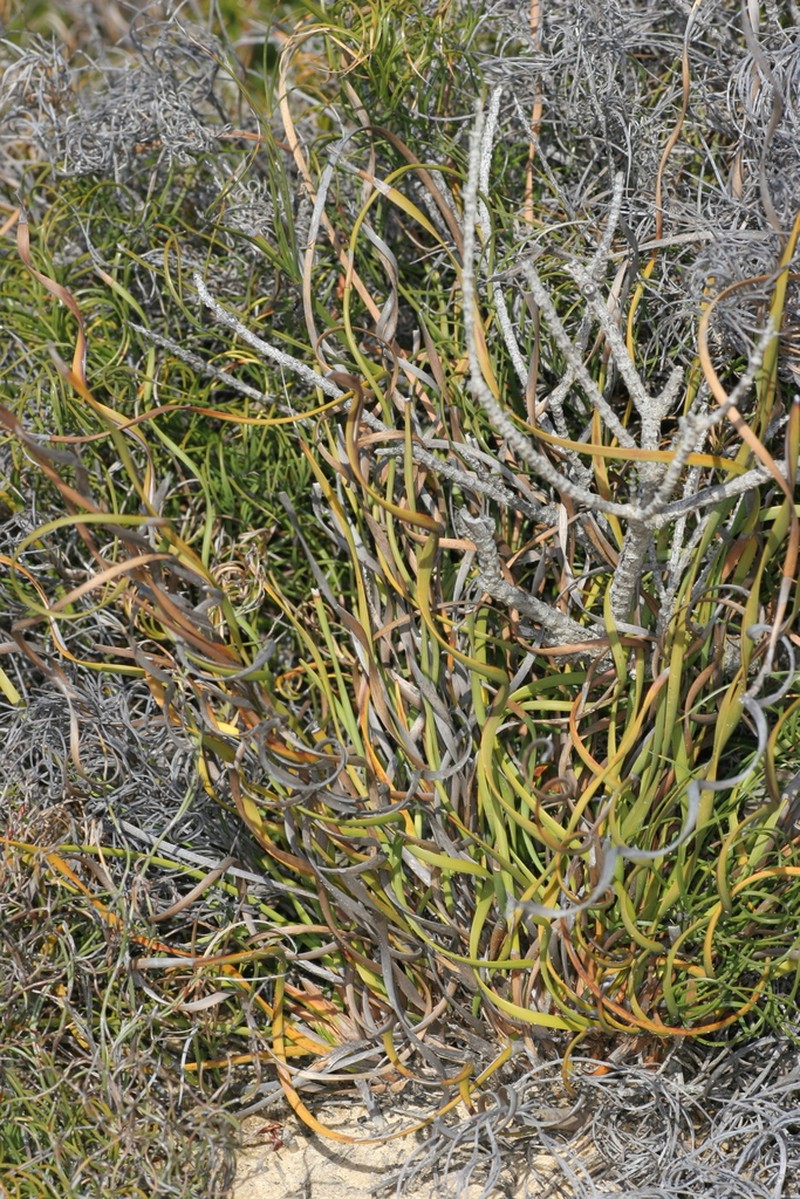 Tricostularia aphylla photo 7