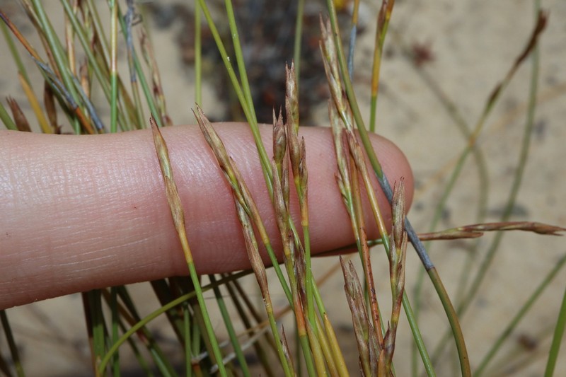 Tricostularia bennettiana