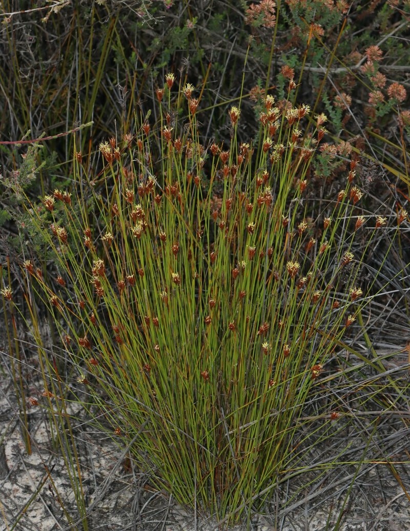Tricostularia davisii
