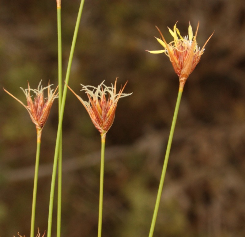 Tricostularia davisii photo 2