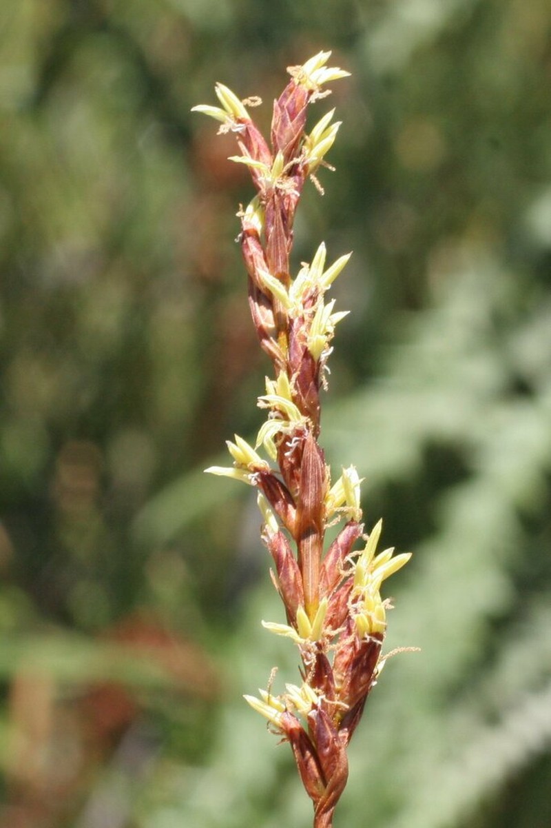 Tricostularia newbeyi