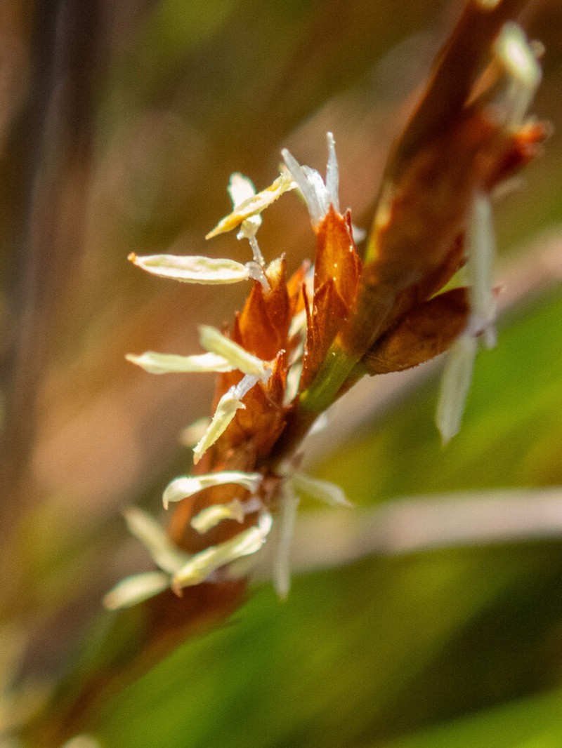 Tricostularia newbeyi photo 2