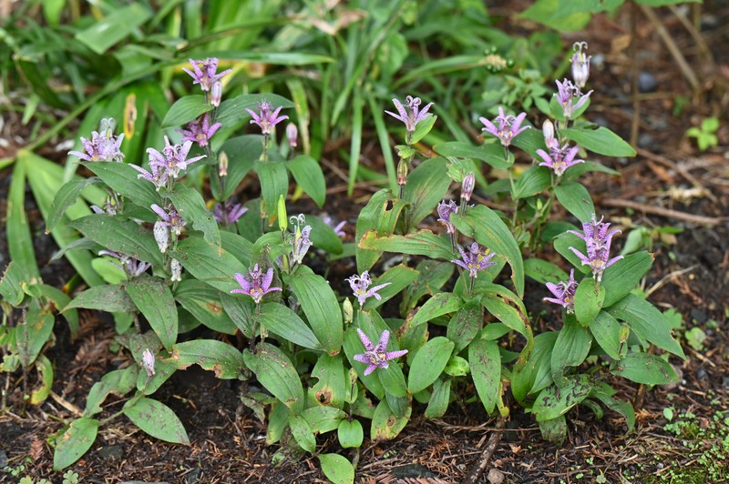 Toadlily photo 5
