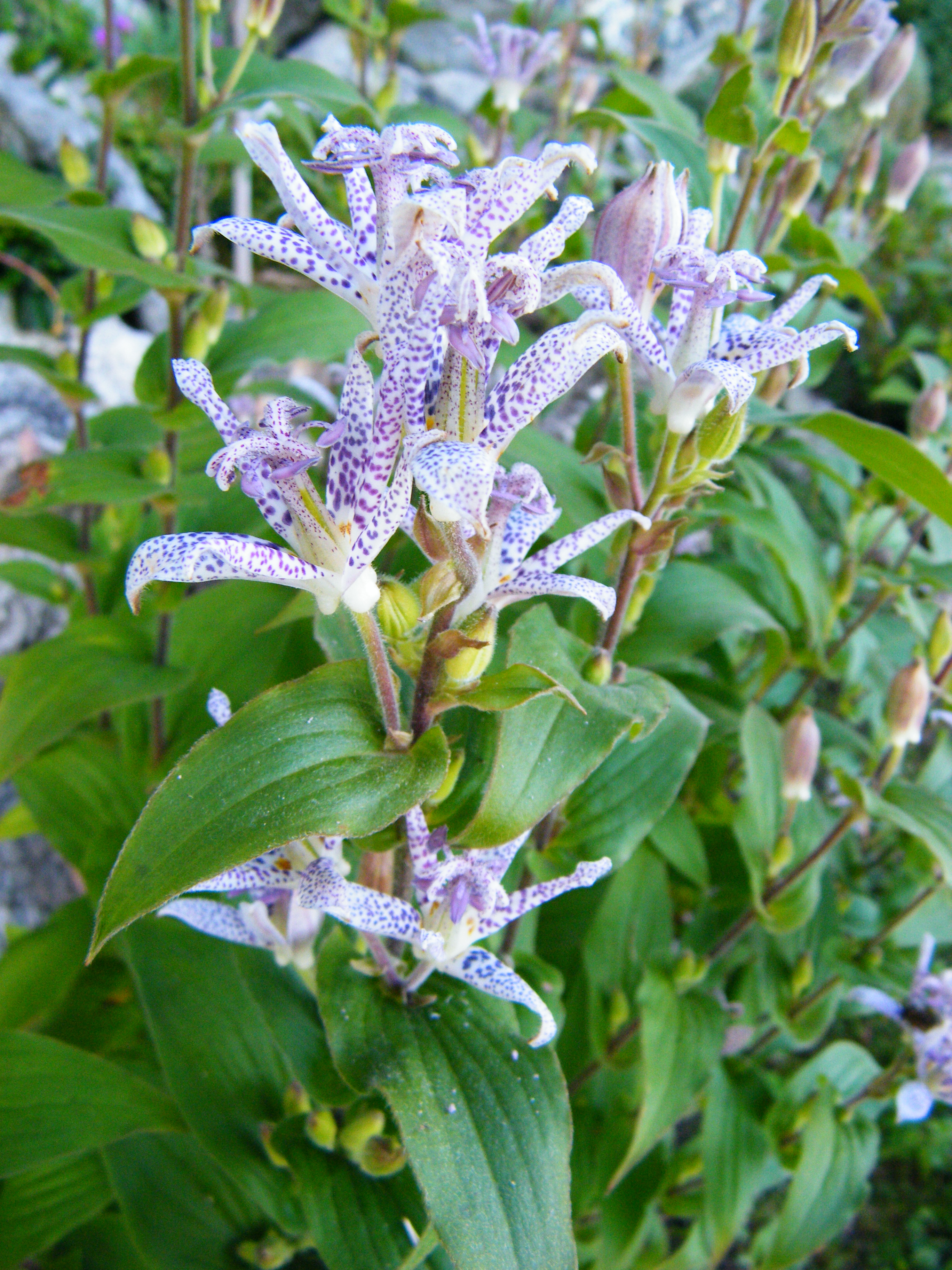 Toadlily