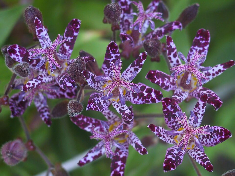 Toadlily photo 6