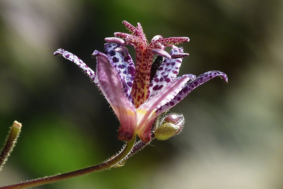 Toadlily photo 7