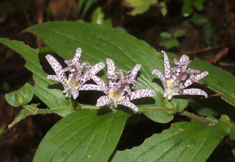 Toadlily photo 2