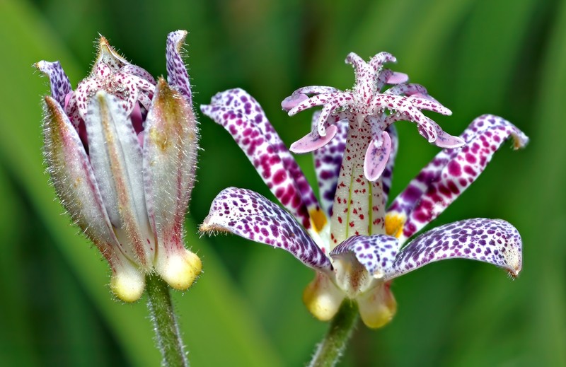 Toadlily photo 3