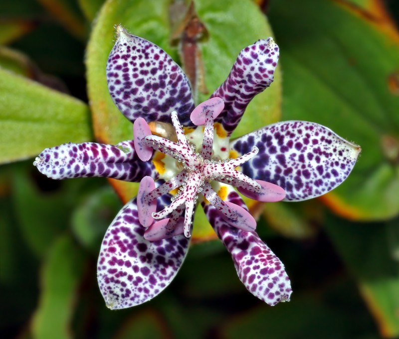 Toadlily photo 4