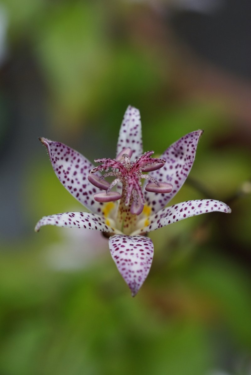 Toadlily photo 8
