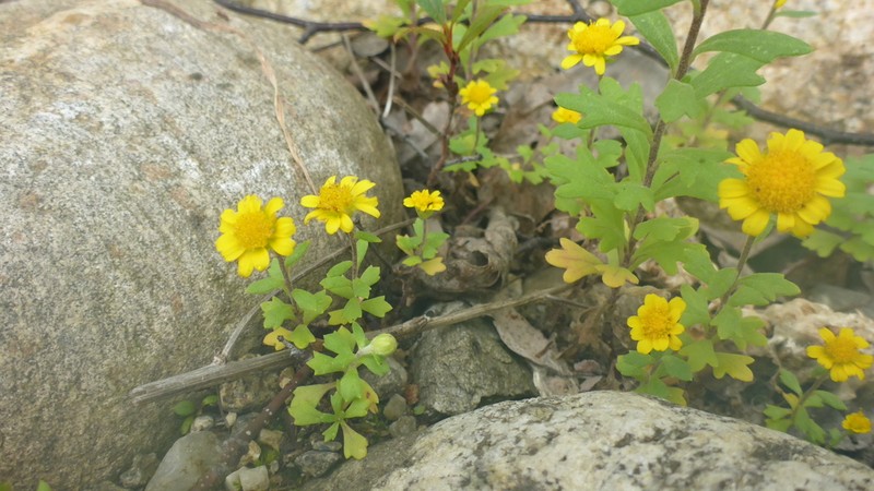 Tridactylina kirilowii photo 5