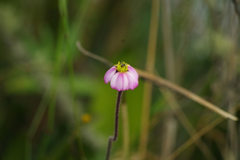 Tridax angustifolia