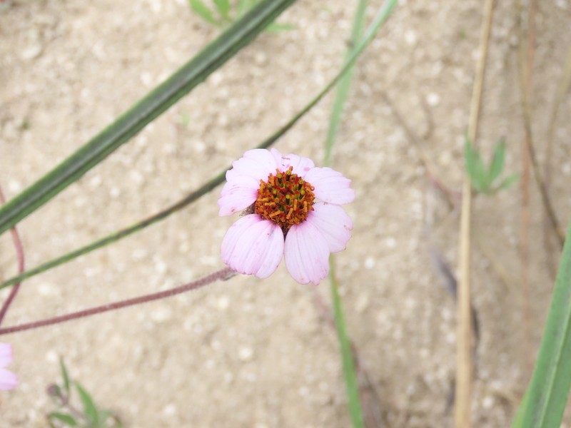 Tridax angustifolia photo 2