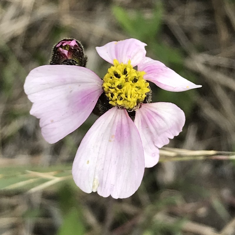 Tridax angustifolia photo 3