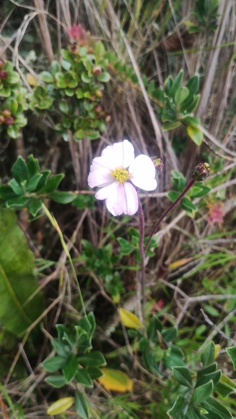Tridax angustifolia photo 4