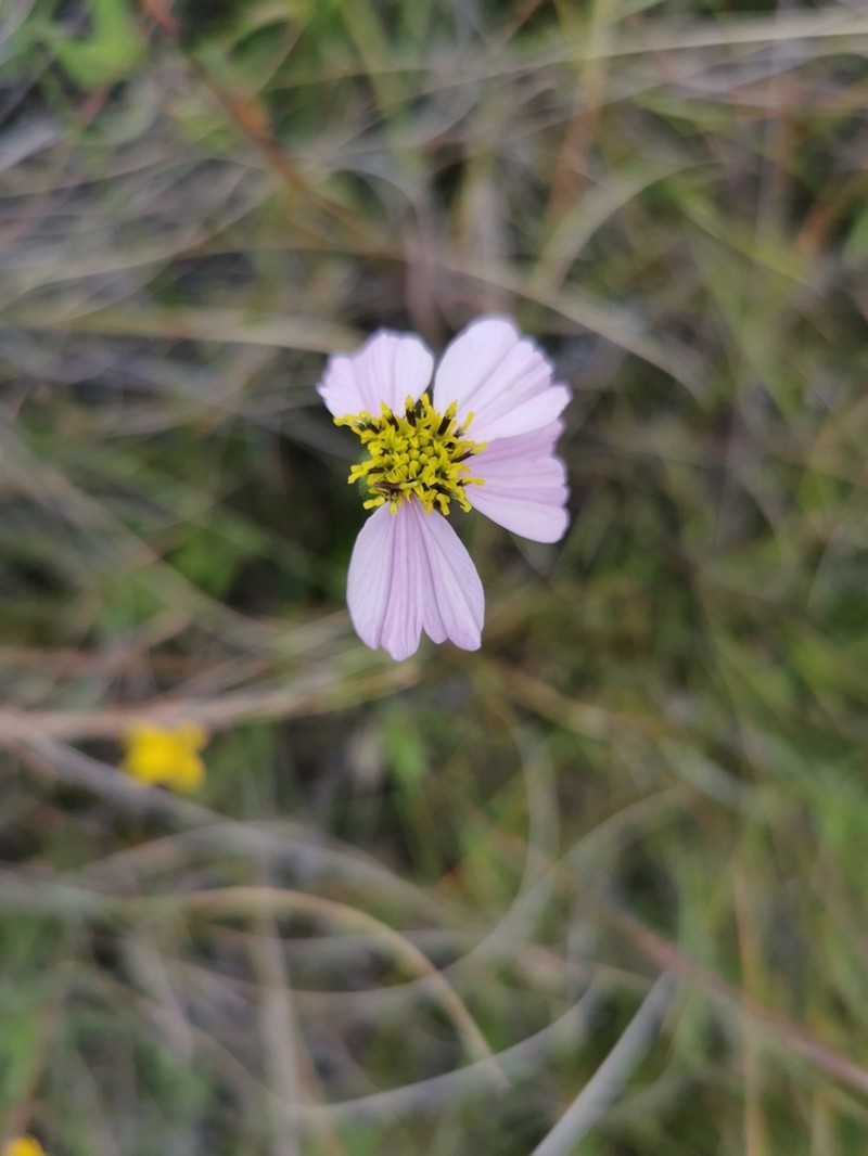 Tridax angustifolia photo 7