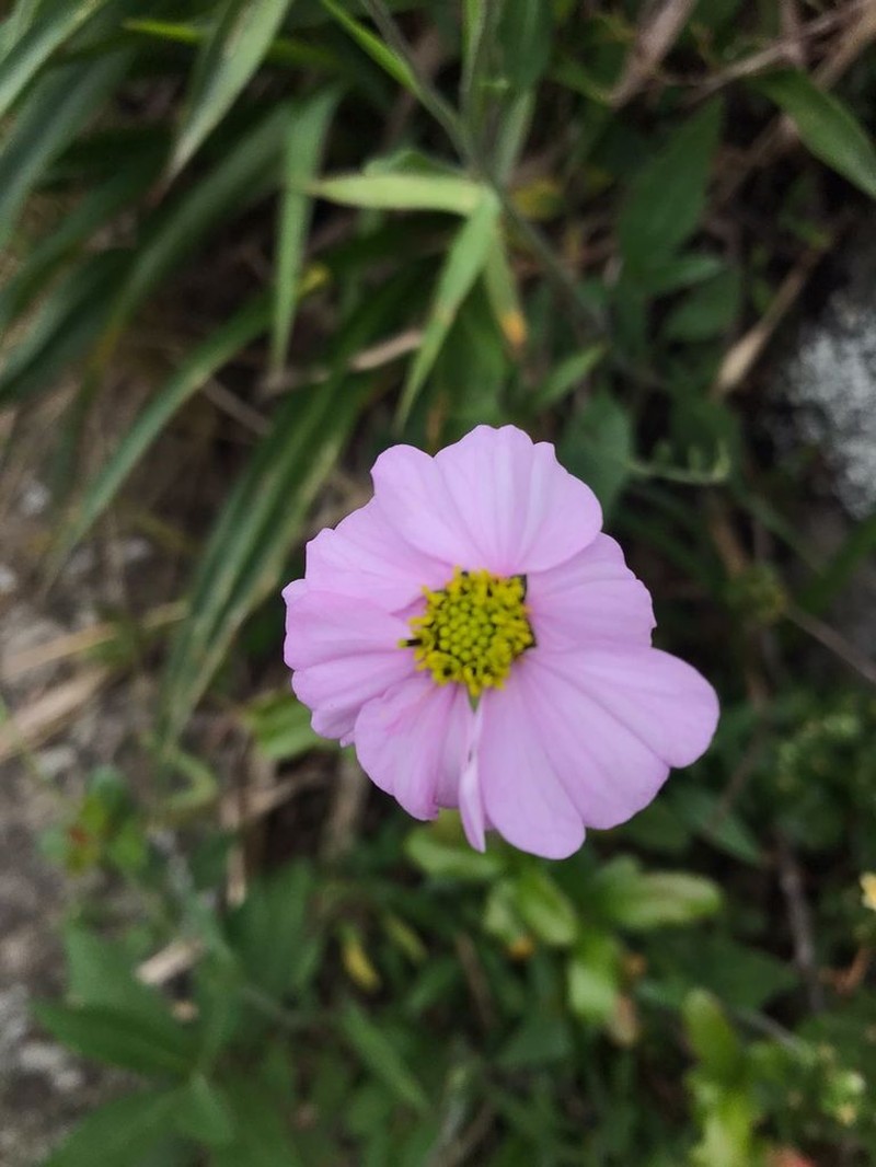 Tridax angustifolia photo 8