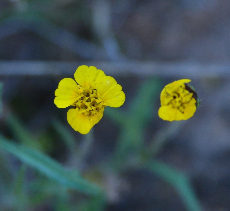 Tridax balbisioides
