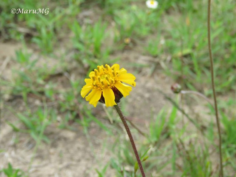 Tridax balbisioides photo 2