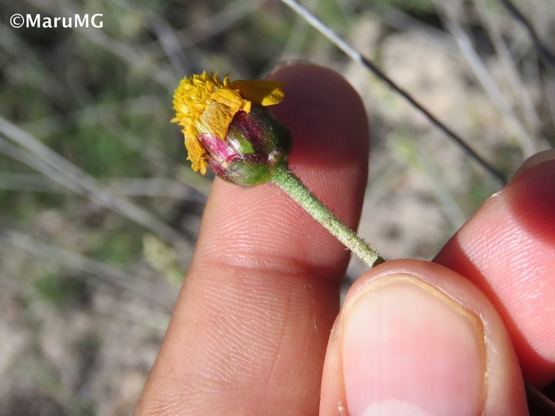 Tridax balbisioides photo 3