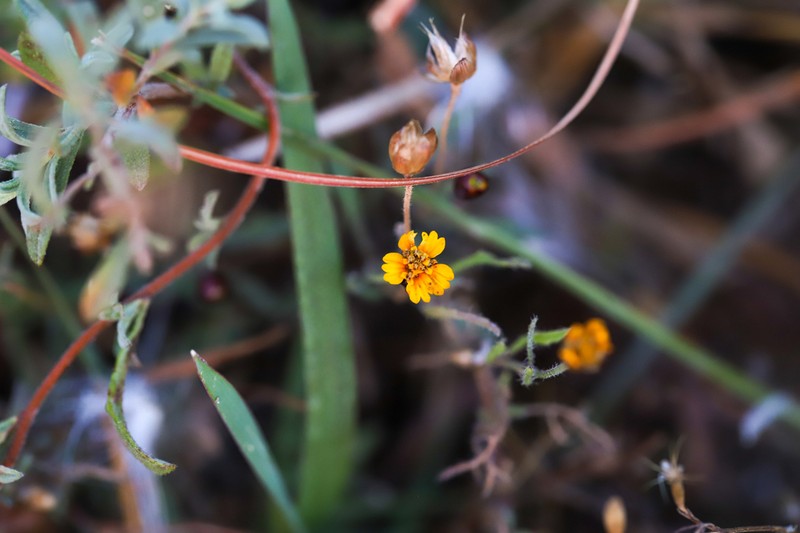 Tridax balbisioides photo 4