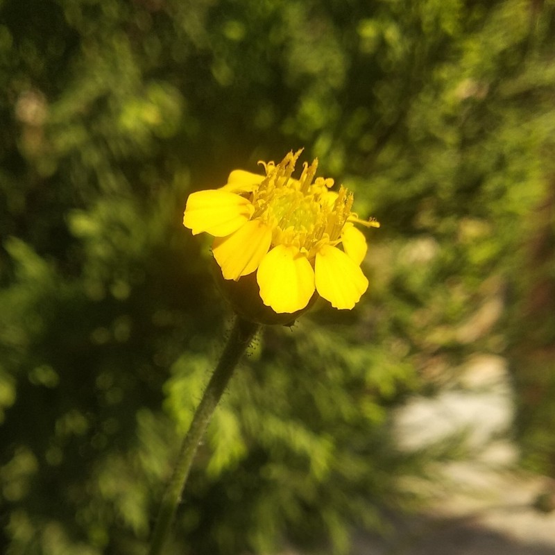 Tridax balbisioides photo 5