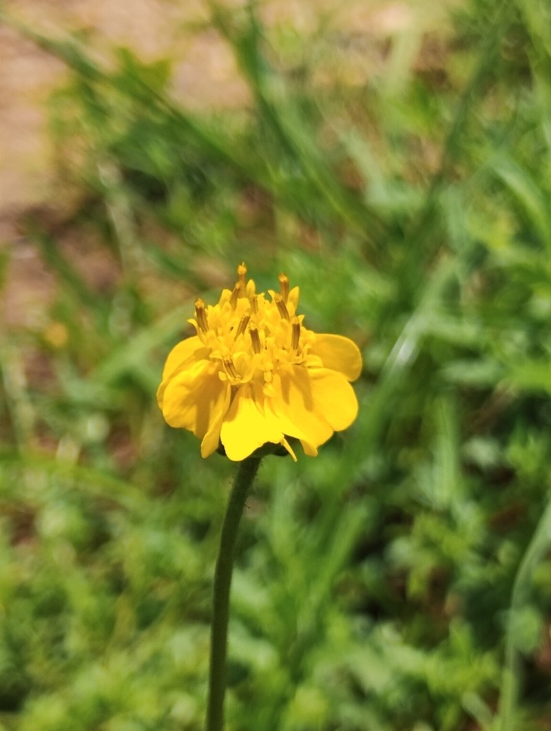 Tridax balbisioides photo 6