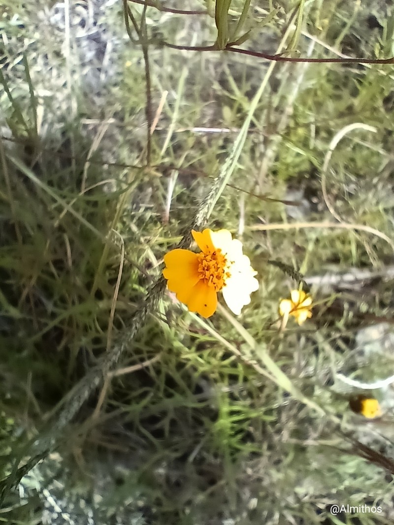 Tridax balbisioides photo 8