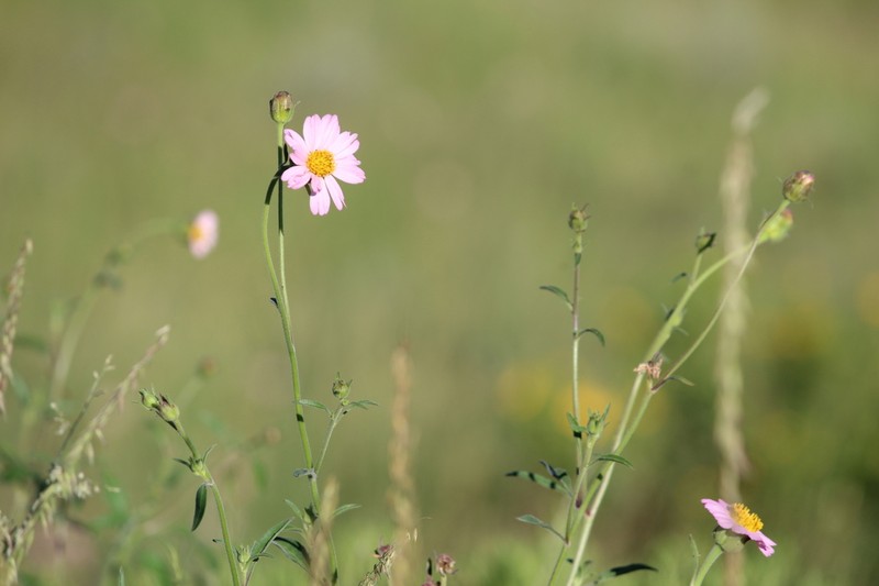 Tridax bicolor