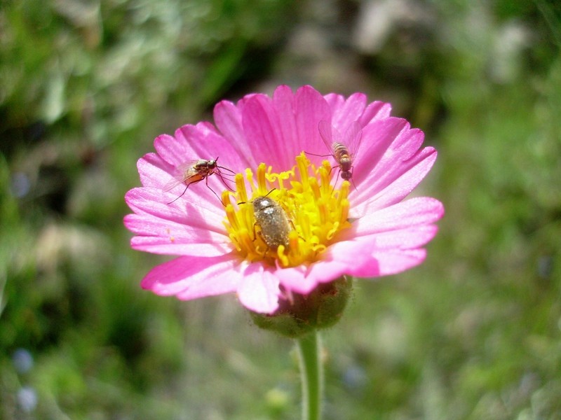 Tridax bicolor photo 2