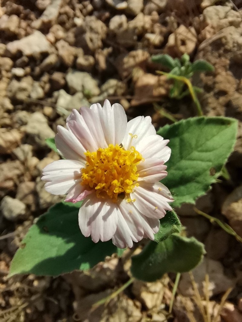 Tridax bicolor photo 3