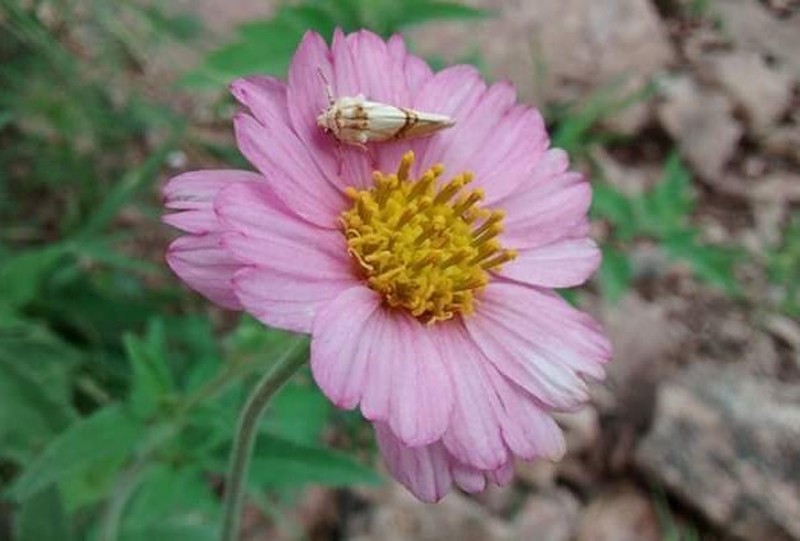Tridax bicolor photo 4