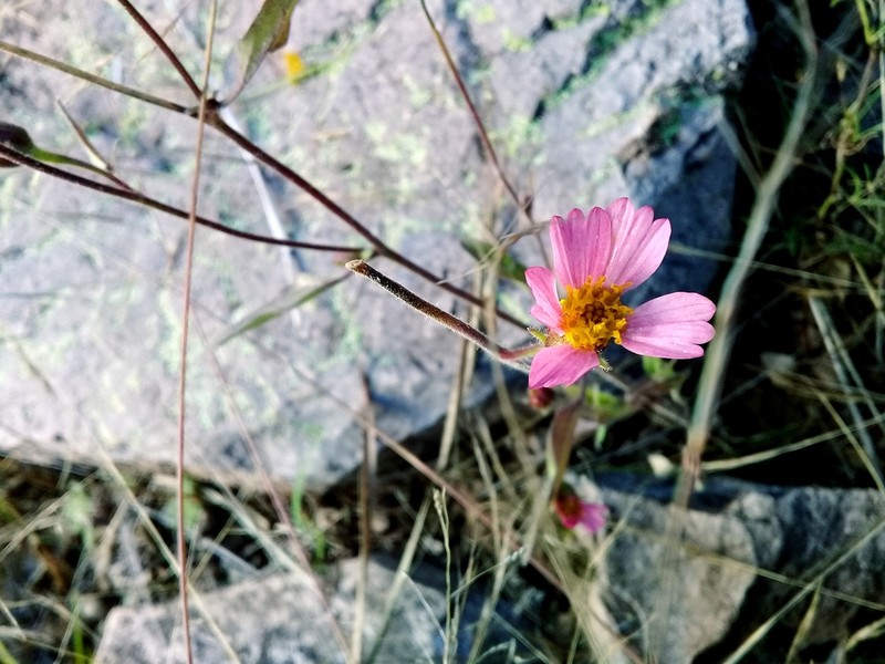 Tridax bicolor photo 5