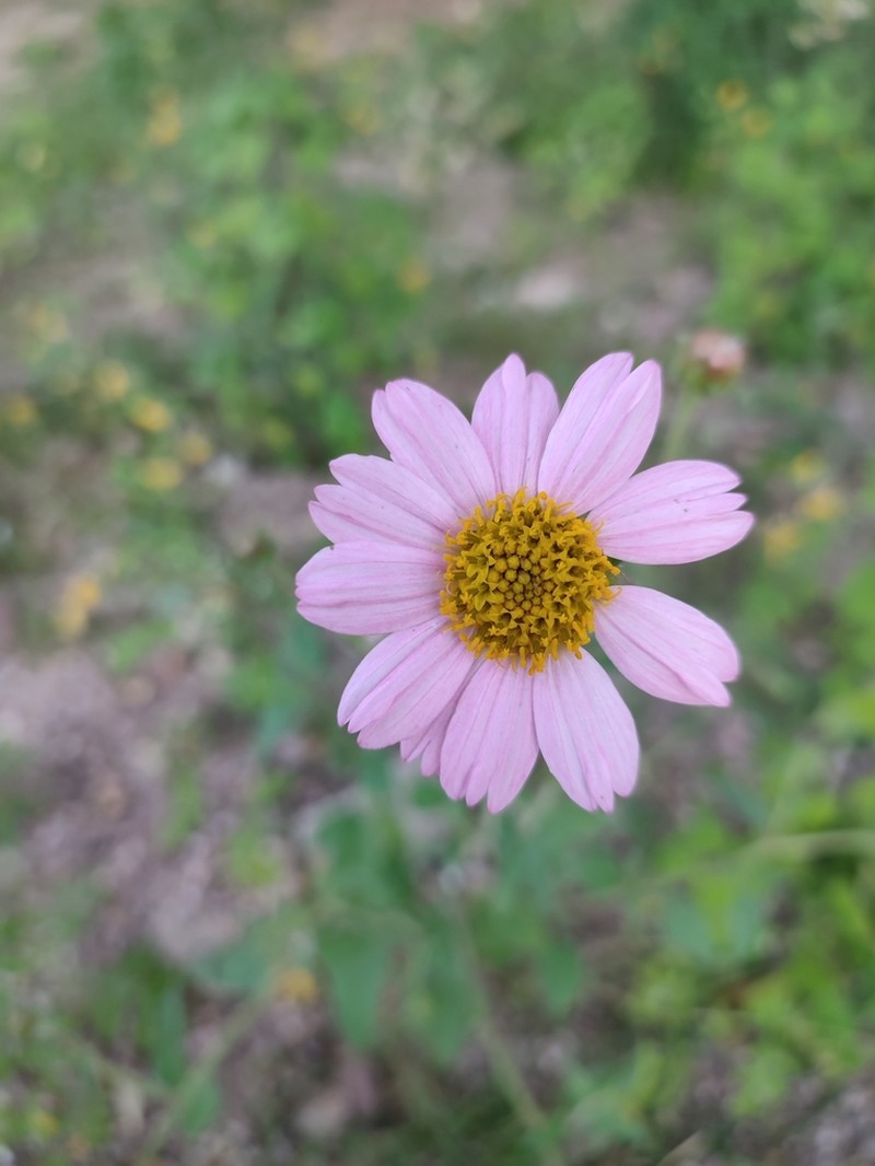 Tridax bicolor photo 6