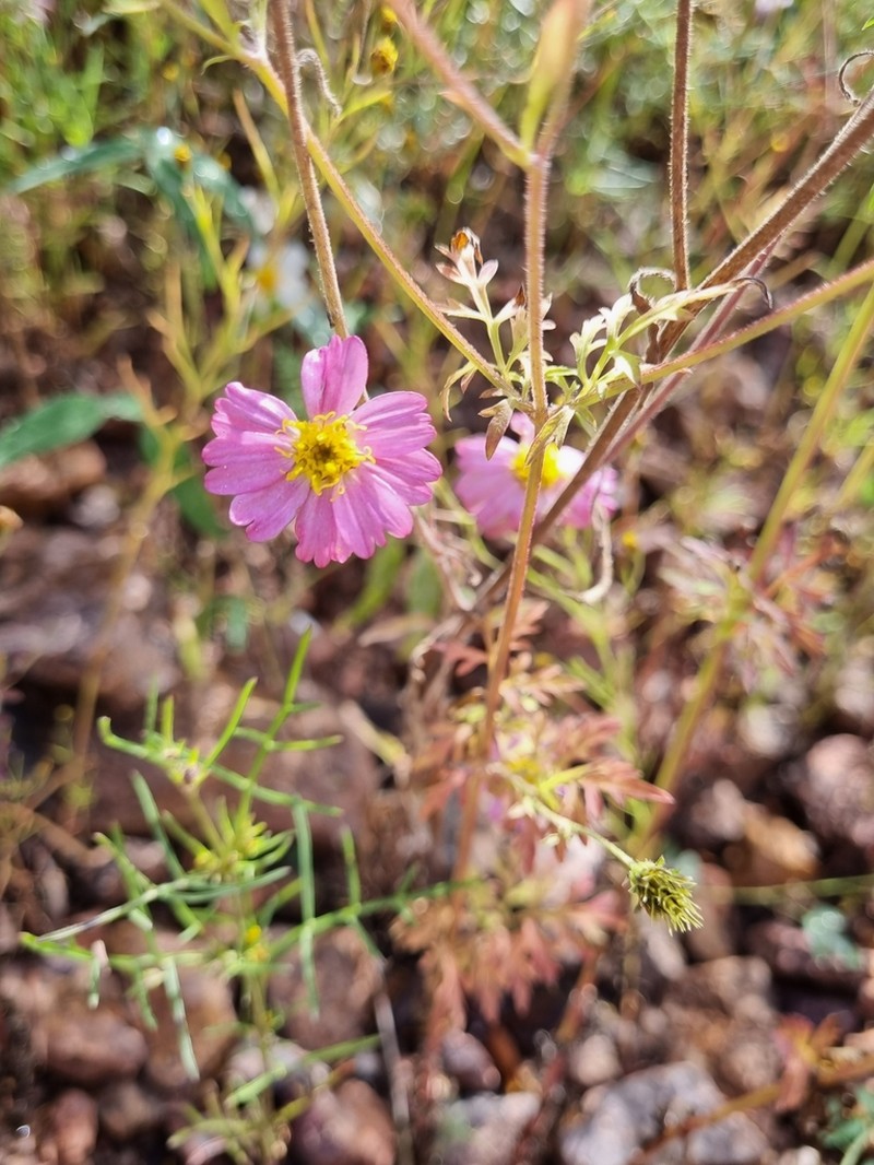 Tridax bicolor photo 7