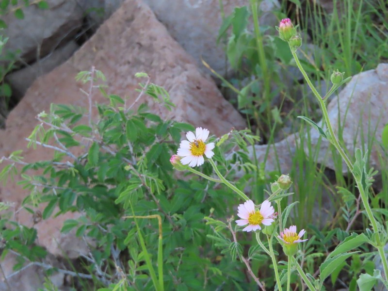 Tridax bicolor photo 8