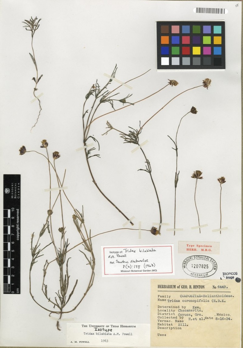 Tridax bilabiata