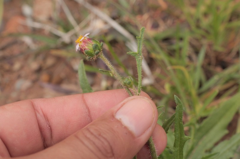 Tridax boliviensis