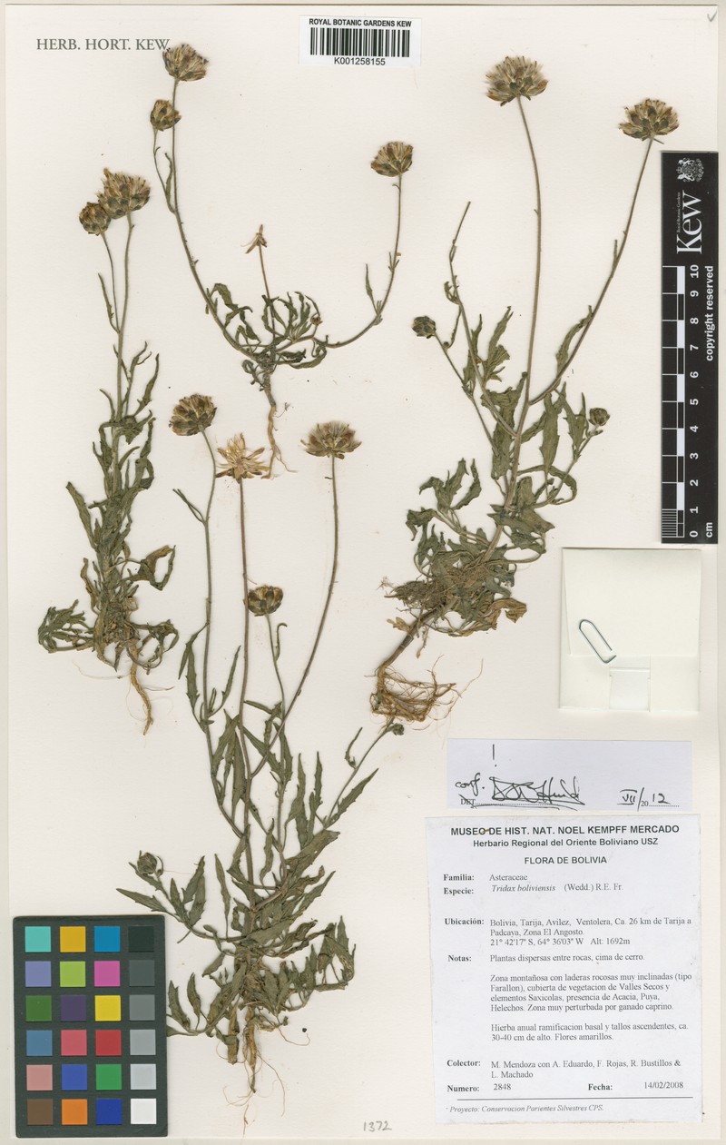 Tridax boliviensis photo 2