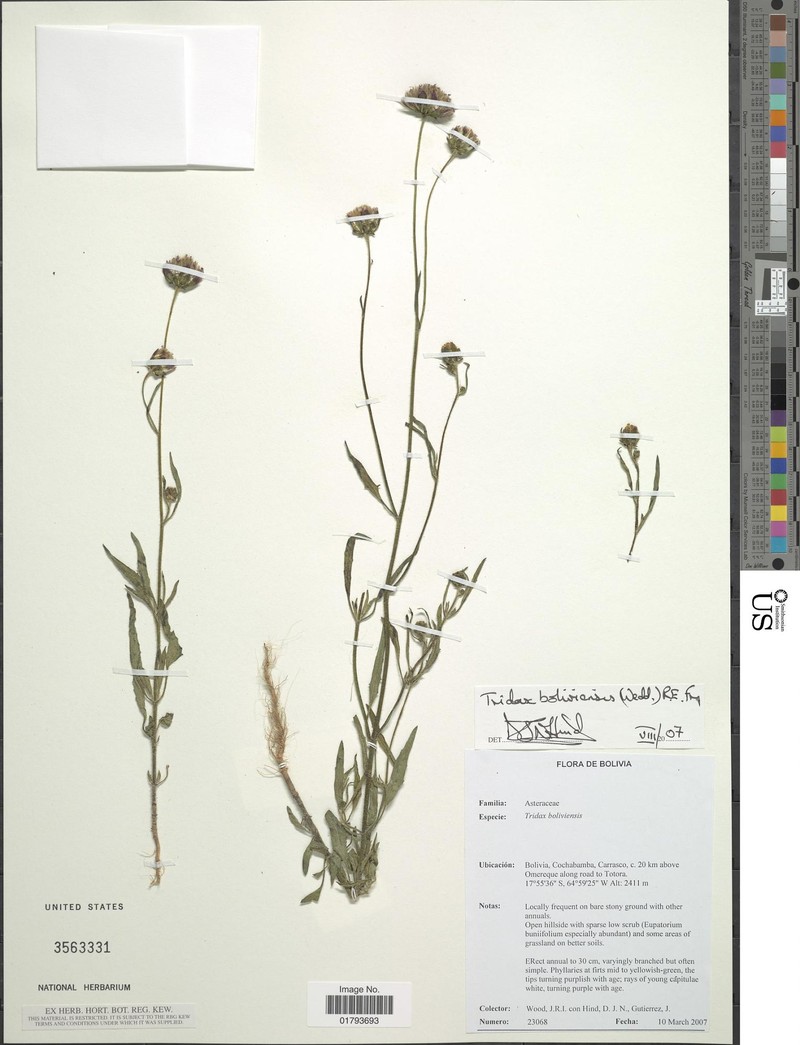 Tridax boliviensis photo 3