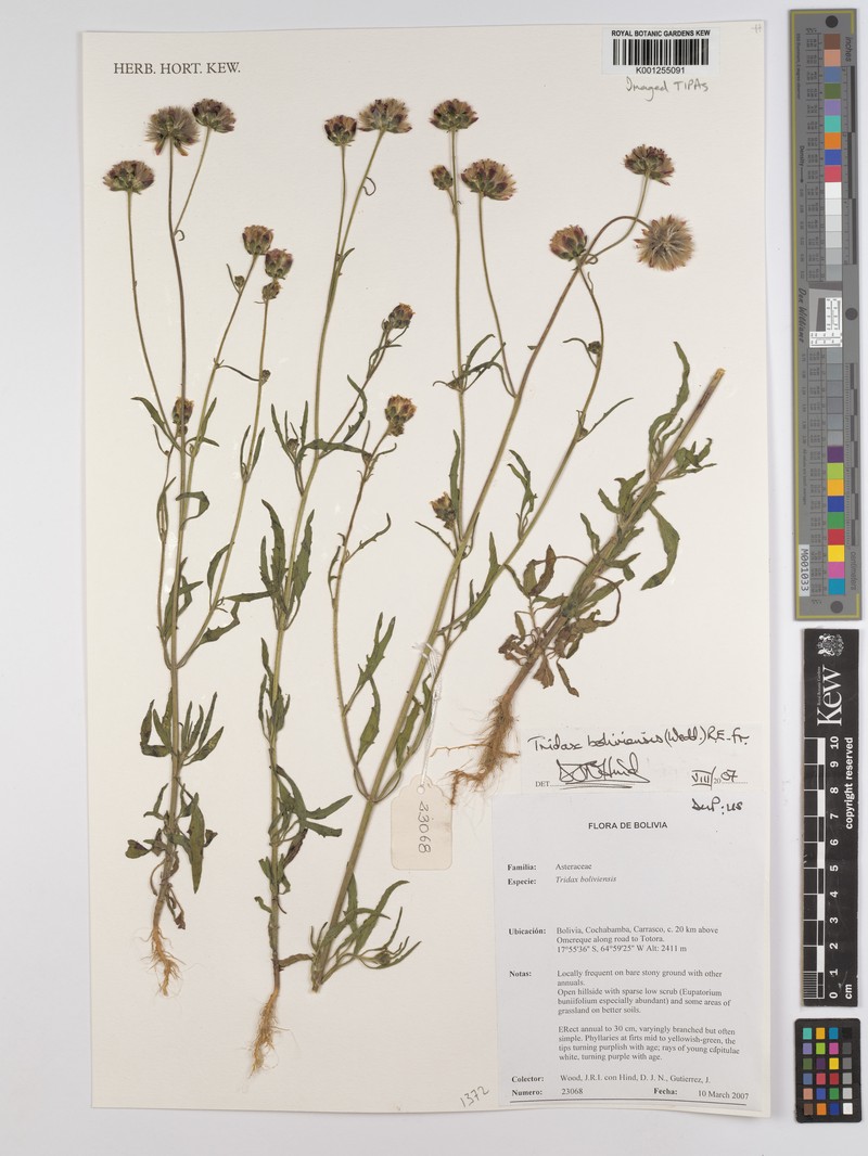 Tridax boliviensis photo 4
